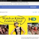 Americankittens ???
